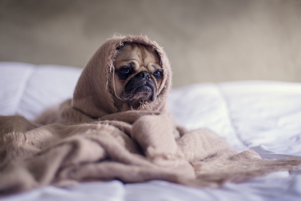 Cachorro triste